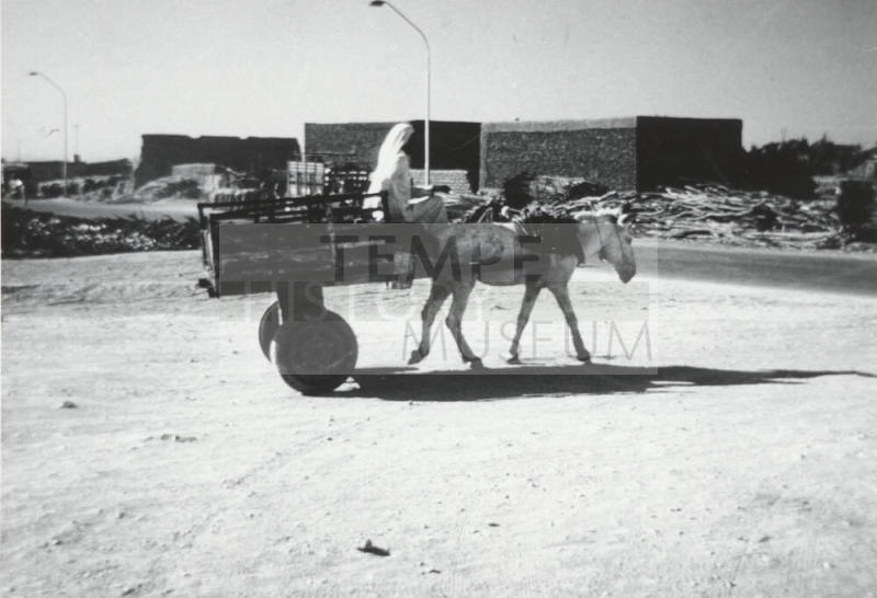 Donkey Cart and Driver