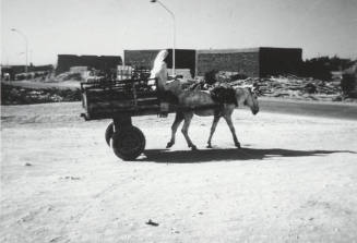 Donkey Cart and Driver