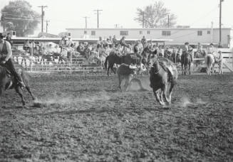Bull Dogging at the Rodeo
