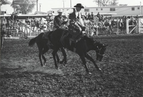 Saddle Bronc Rider a Little Air Borne at the Rodeo