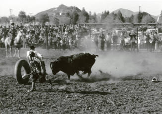 Clowns Draw Bull Away From Downed Rider at the Rodeo