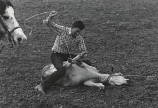 Calf Roper Tying Three Hooves at the Rodeo