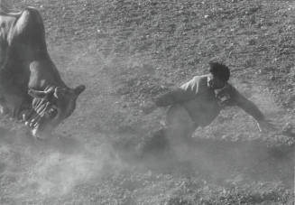 Bull Chasing Downed Rider at the Rodeo