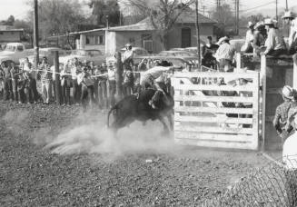 Bull Rider Right Out of the Chute at the Rodeo