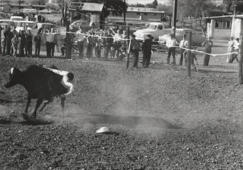 Bull Rider Gets Thrown at the Rodeo