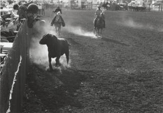 Bull Chases Clown Up Fence at the Rodeo