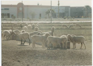 Photograph, Sheep Grazing at the Southwest Corner of Rural and Elliot, May 1990.