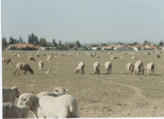 Photograph, Sheep Grazing at the Southwest Corner of Rural and Elliot, May 1990.