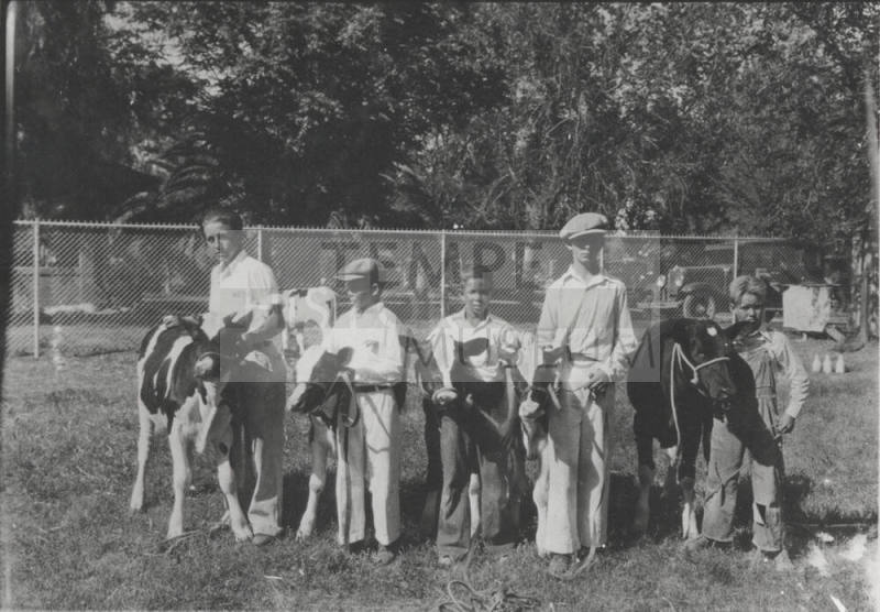 OS-31   Arizona State Teachers College 4-H Fair, boys with cows