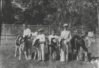 OS-31   Arizona State Teachers College 4-H Fair, boys with cows