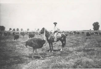 OS-38   Man with Ostriches- Bartlett-Heard Ranch