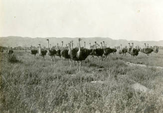 Ostriches on Farm Near Tempe Ostrich Company