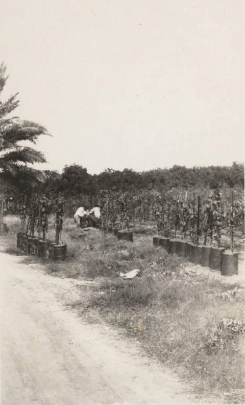 Date Farm,Young Date Palms in Buckets