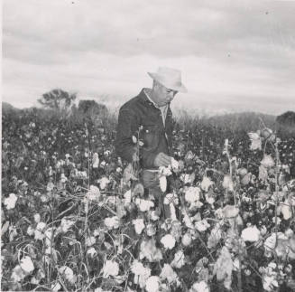 Leo Ramsey Standing in His Cotton Field