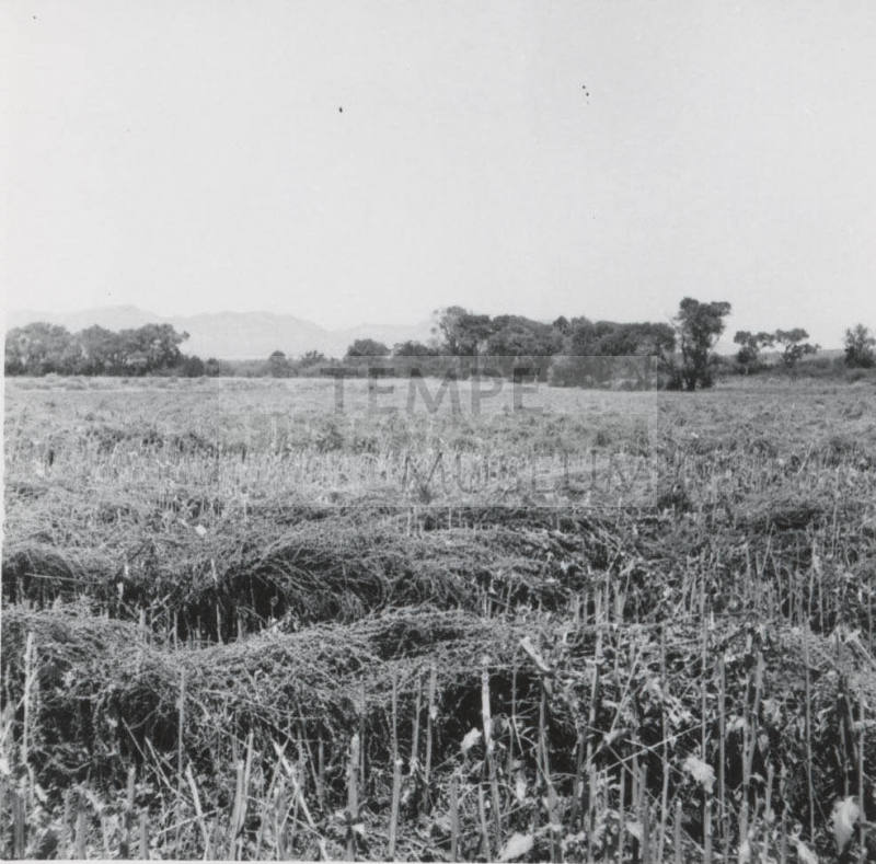 View of Leo Ramsey's Sugar Beet Field
