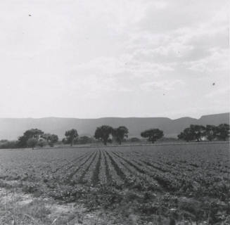View of Leo Ramsey's Sugar Beet Field