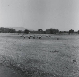 Sheep Pasturing on Leo Ramsey's Farm