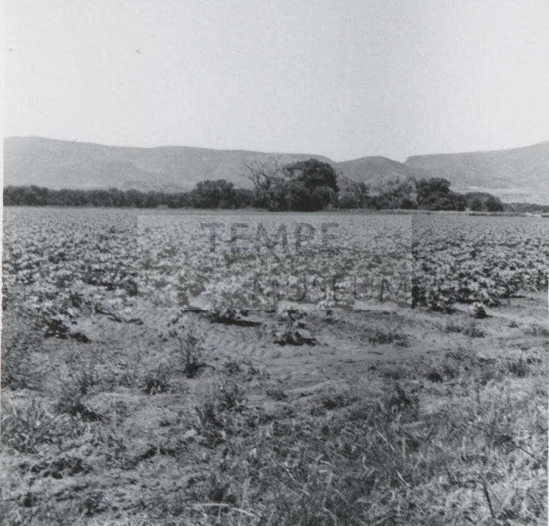 View of Leo Ramsey's Cotton Field