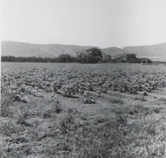 View of Leo Ramsey's Cotton Field
