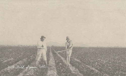 Farm Series "No. 6 Field of Young Cotton