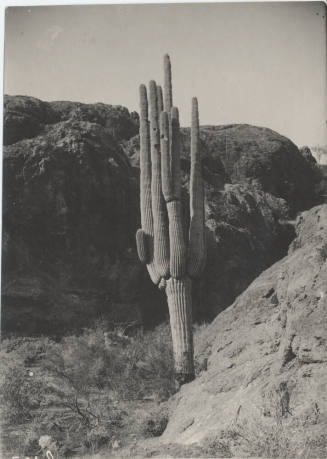 View of a Cactus with Mountains in Back