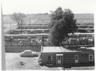 McElhaney Cattle Company, Tempe--Cattle yard/house in foreground