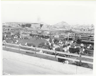McElhaney Cattle Company, Tempe