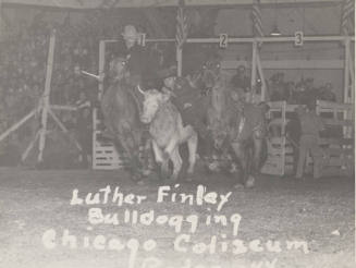 Luther Finley Bulldogging, Chicago Coliseum Rodeo, 1944
