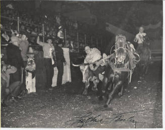 Luther Finley Bulldogging Action at a Rodeo