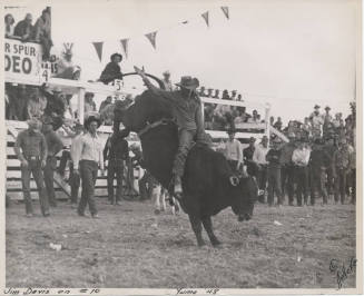 Jim Davis on a Bull, Yuma Rodeo