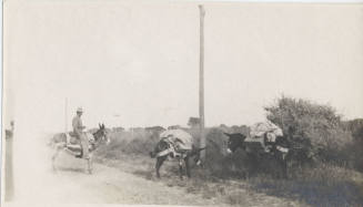 Man on Burro with Pack Mules