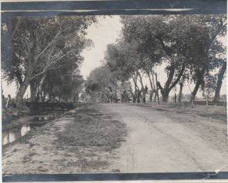 Arizona Canal Lined with Cottonwood Trees