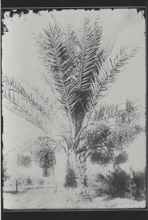 Date Farm- Date Palm Tree