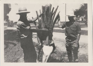 Date Farm-R. Hilgeman Inspecting Palm
