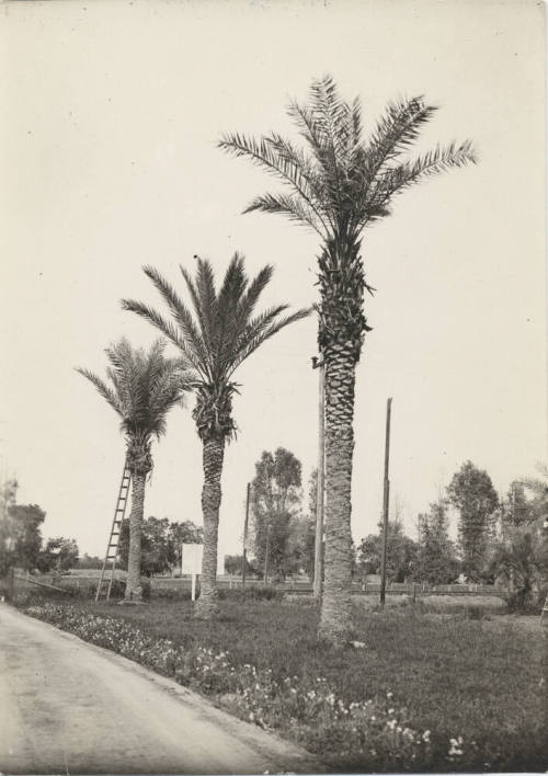 Date Farm-Date Palms by Baseline and Rural