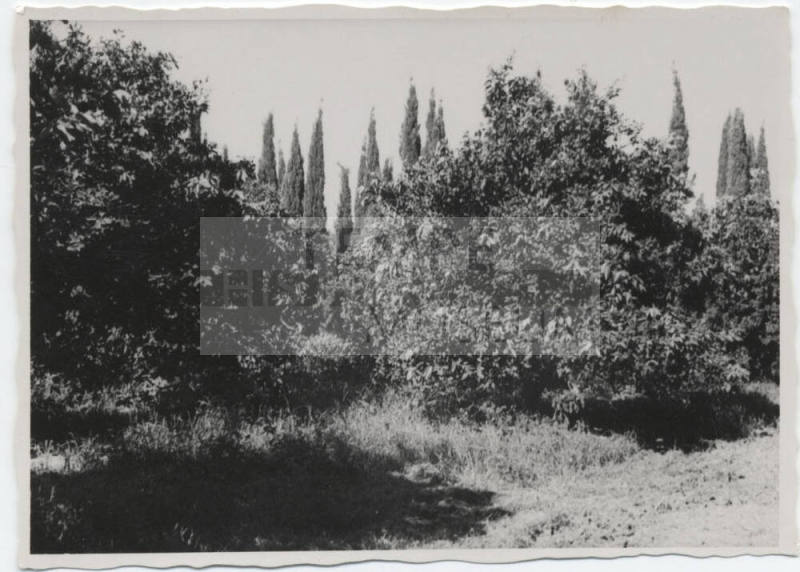 Date Farm-View of Orange and Cypress Trees