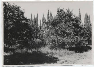 Date Farm-View of Orange and Cypress Trees