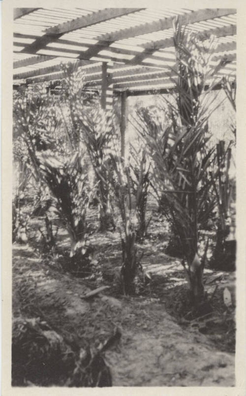 Date Farm- Nursery with Young Date Palms