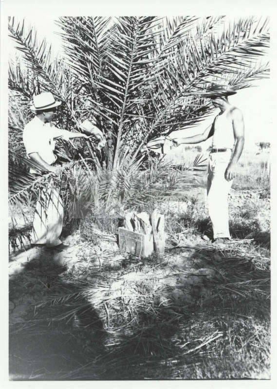 Date Farm- Two Men and Date Palm