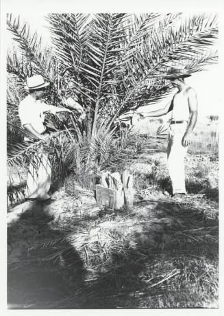 Date Farm- Two Men and Date Palm