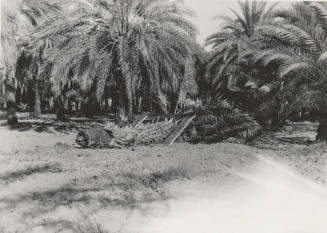 Date Farm- View of a Date Palm Root