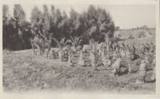 Date Farm-Grove of Young Date Palm Trees