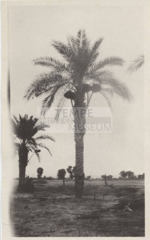 Date Farm- Large Date Palm Tree