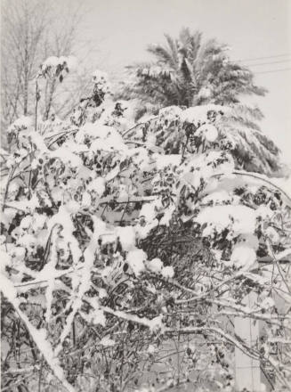 Date Farm- Tree Covered with Snow