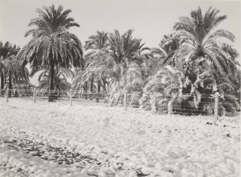 Date Farm- Date Palms Covered with Snow