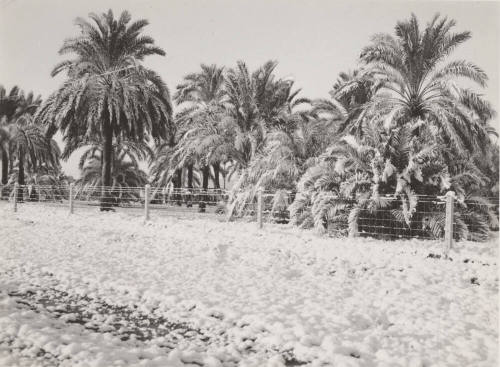 Date Farm- Date Palms Covered with Snow