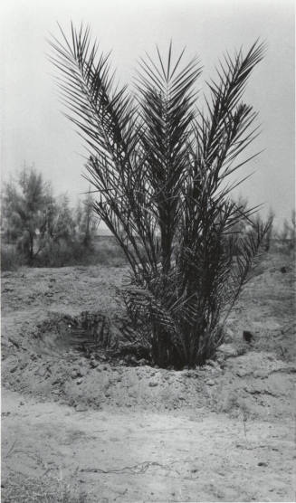 Date Palm Tree