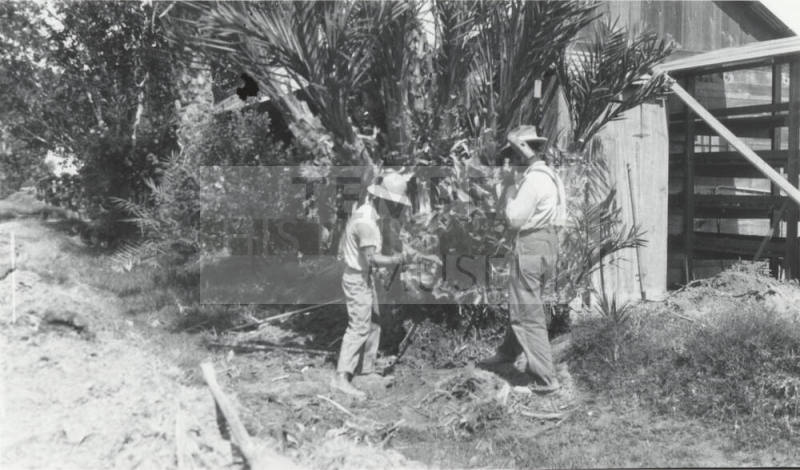 Two Men Working on Date Palm Tree