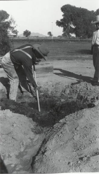 Man Digging a Hole for Date Palm Tree