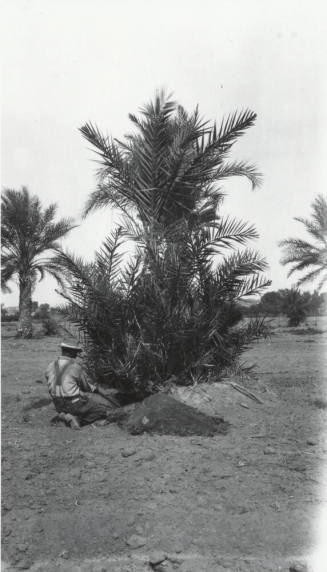 Man Digging Under a Date Palm Tree